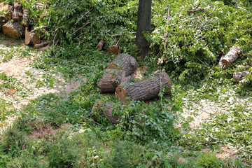 A perennial deciduous tree is sawn and lies on the ground after a hurricane in the park
