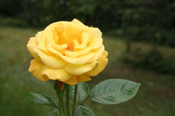 Yellow roses on bush in the garden