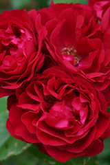 Flowering bush with beautiful red roses.