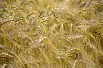 Golden wheat fields