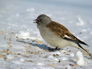 White-winged snowfinch (Montifringilla nivalis) at an ski station in Alps (Austria)