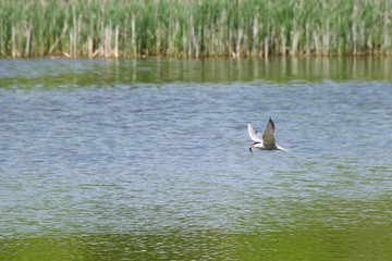 Common tern in flight with caught fish in beak