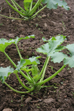 Zucchini plant growing in the vegetable garden