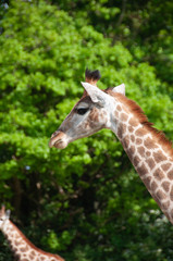 Girafe à Planète sauvage