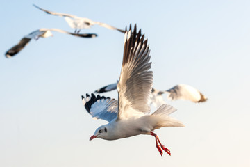 Fototapeta na wymiar Seagull flying above the sea freely at Bangpoo Thailand.