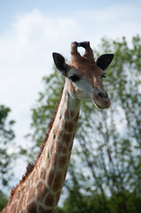 Naklejka premium Girafe à Planète sauvage