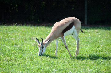 Animal à corne broutant à Planète sauvage