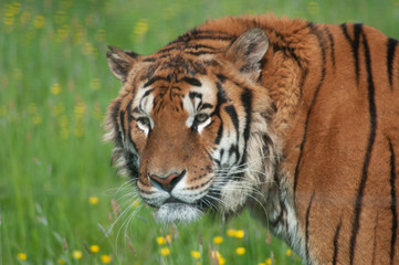 Tigre à Planète sauvage