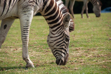 Obraz na płótnie Canvas Zebre à Planète sauvage