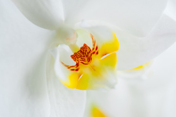 Beautiful orchid flower. Close up. White background.