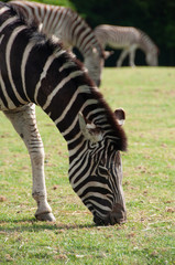 Fototapeta na wymiar Zebre à Planète sauvage