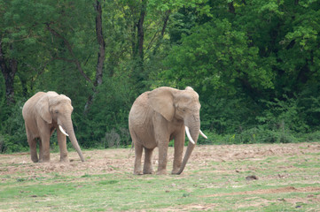 Fototapeta premium Elephants à Planète sauvage