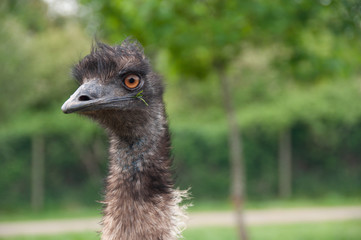 Autruche ou Emeu &agrave; Plan&egrave;te sauvage