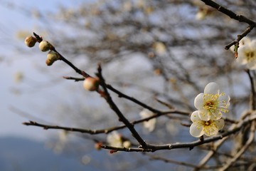 Plum Blossoms in Nantou, Taiwan