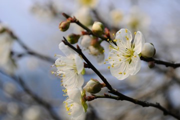Plum Blossoms in Nantou, Taiwan