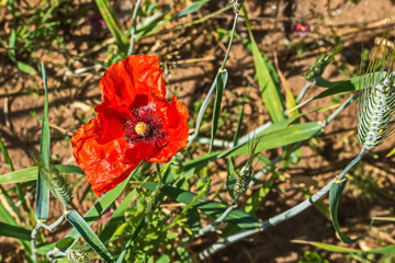 Obraz premium Poppy fields of the Pskov region. Poppies and wheat on the Russian fields.