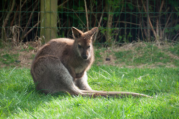 Kangourou à Planète sauvage