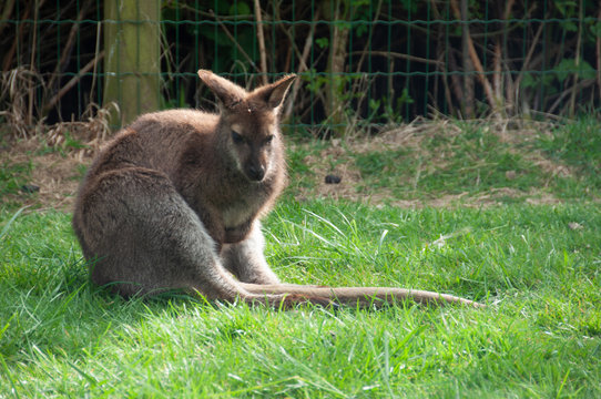 Kangourou &agrave; Plan&egrave;te sauvage