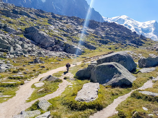 A solitary animal walks among the French Alps