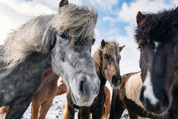 Obraz premium Icelandic horses on cloudy background.