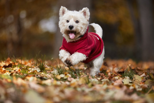 West Highland Terrier dog running in autumn park