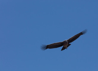 Condor flying  in Peru