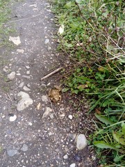 A frog on the ground