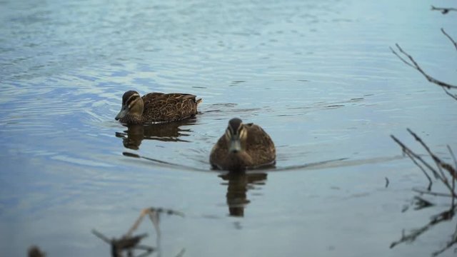 Ducks swimming in the lake of Australia near Perth