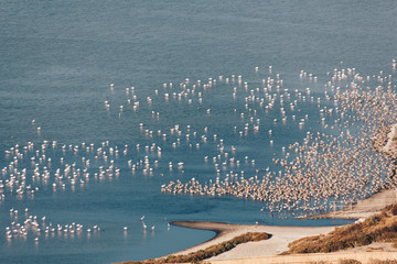 FLAMINGOS along the channel on the Molentargius Regional Park - Sardinia