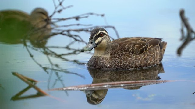 Ducks swimming in the lake of Australia near Perth
