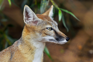 Naklejka na ściany i meble A head shot of a stunning Red Fox