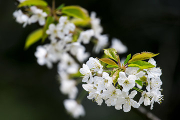 Blooming mirabelle. Flowering mirabelle plum branches in spring. Mirabelle plum flowers in spring time.