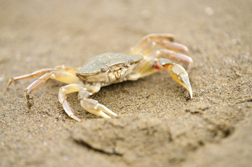 a beach crab runs at low tide along the beach