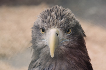 closeup of the head of a hawk on a blur background with a clear view of the plumage, predatory look of a hawk