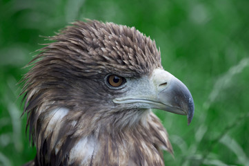 closeup of the head of a hawk on a green background with a clear view of the plumage, predatory look of a hawk
