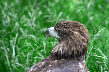 closeup of the head of a hawk on a green background with a clear view of the plumage, predatory look of a hawk