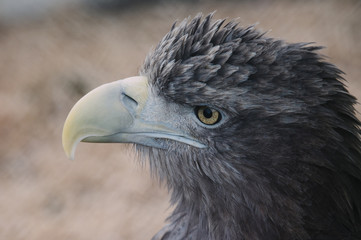 closeup of the head of a hawk on a blur background with a clear view of the plumage, predatory look of a hawk