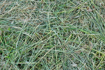 mown grass hay texture background