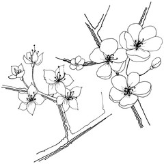 Sakura wildflower in a vector style isolated. Full name of the plant: sakura. Vector flower for background, texture, wrapper pattern, frame or border.