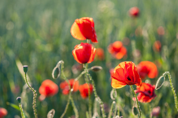 Poppy flower. Red poppy flowers in the evening sunlight. Beautiful summer landscape.  Soft focus.