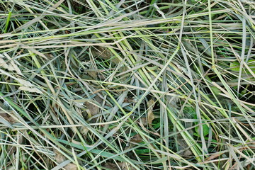 mown grass hay texture background