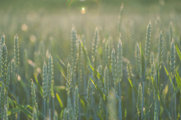 Wheat field. Green ears of wheat . Grains close-up. Against the sun . The idea of a rich harvest. Label art design.