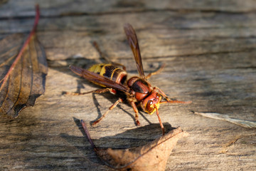 Hornisse auf Holz - Nahaufnahme