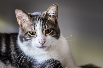 Chat tabby