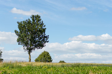 Fototapeta premium arbre seul a la campagne 