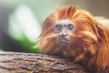 Petit singe tamarin lion à tête dorée