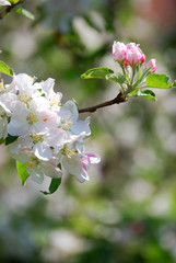 Apfelblüte
Ein Zweig mit rosa und weißen Apfelblüten.
