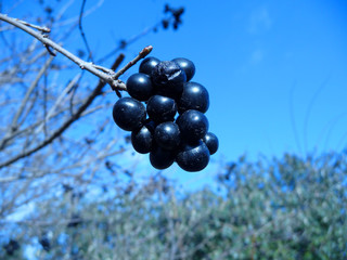 Aroniabeere
Ein Zweig Aroniabeeren vor blauem Himmel.
