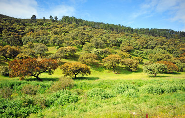 Fototapeta na wymiar Bosque de encinas durante la primavera en el Parque Natural Sierra de Aracena y Picos de Aroche, Sierra de Huelva, Andalucía, España