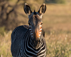 Mountain zebra in the late afternoon sun in the Moutain Zebra National Park near Cradock in South Africa © Louis
